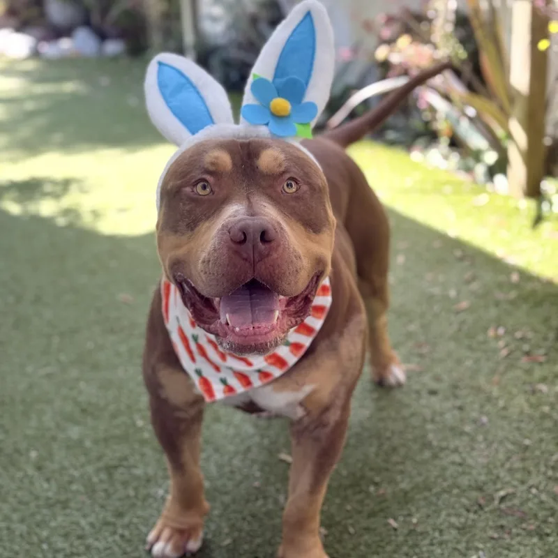 An adult extra large-sized male American Bully dog named Max for adoption in Riverside, CA