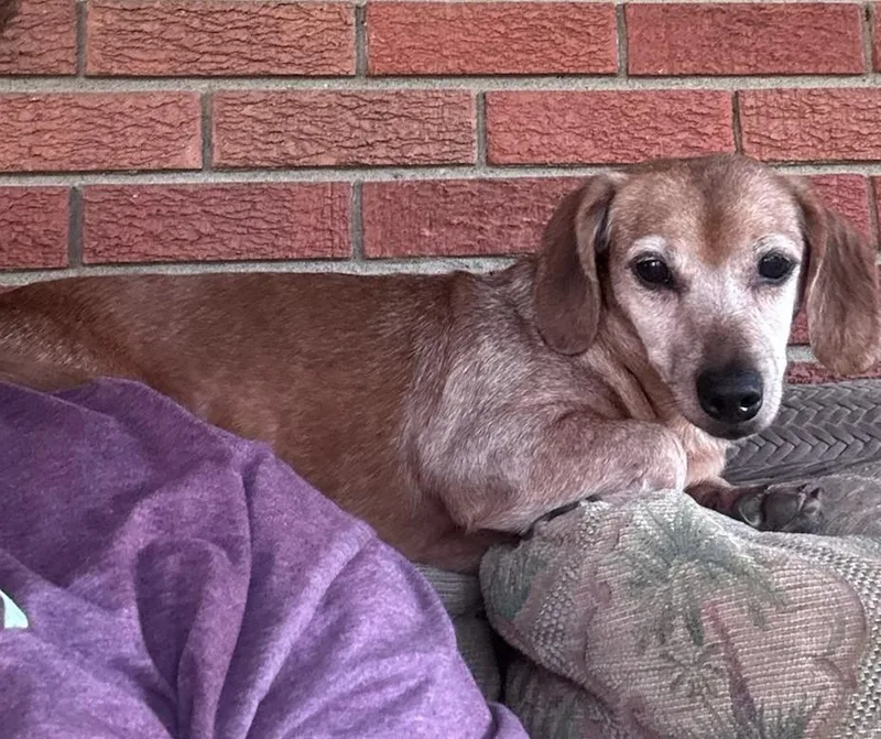 A senior small-sized female Dachshund dog named Birdie for adoption in Murphysboro, IL