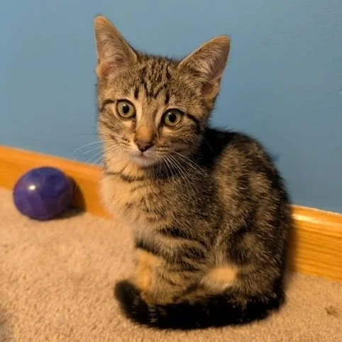 A baby small-sized female Tabby (Brown / Chocolate) Domestic Short Hair cat named Mirabelle for adoption in Hudsonville, MI