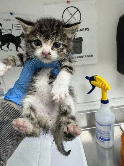 A baby small-sized male Black Domestic Short Hair cat named Cheese for adoption in Oakland, CA