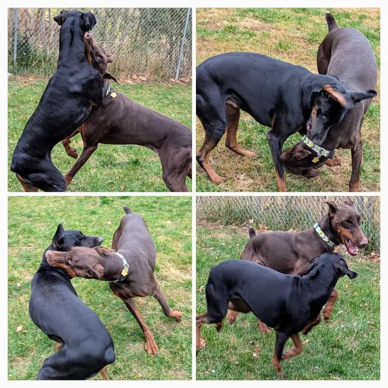 A senior large-sized male Red / Chestnut / Orange Doberman Pinscher dog named Beau  I'm A for adoption in Sandown, NH