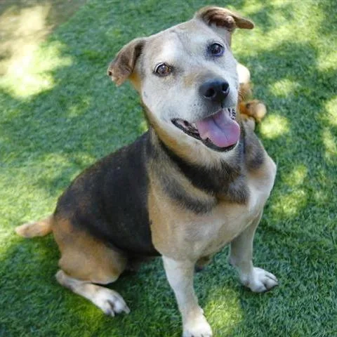 A senior medium-sized female Black Beagle dog named Sienna for adoption in Hopkinton, MA