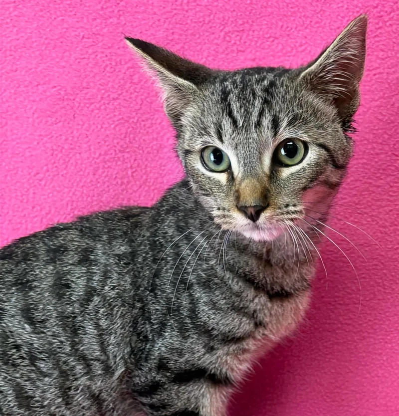 A baby medium-sized male Tabby (Brown / Chocolate) Domestic Short Hair cat named Will for adoption in Valdosta, GA