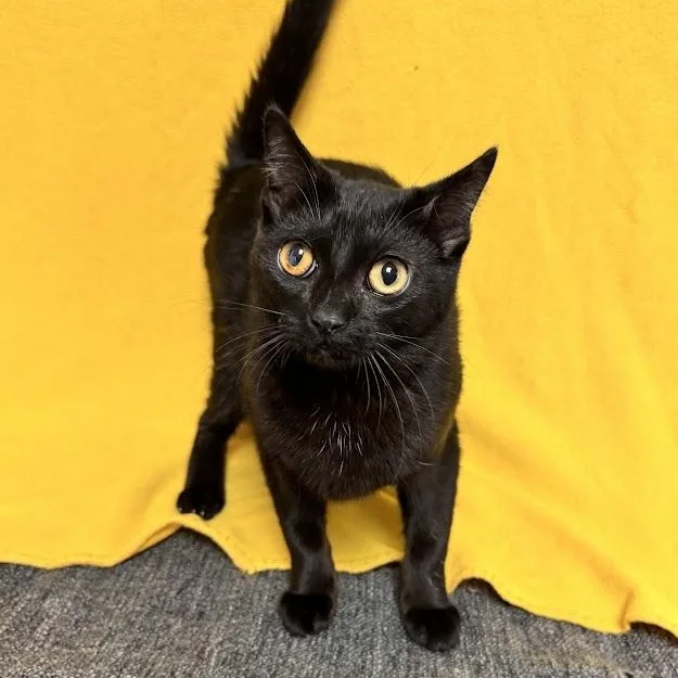 A young medium-sized female Black Domestic Short Hair cat named Viola for adoption in Waterloo, IA