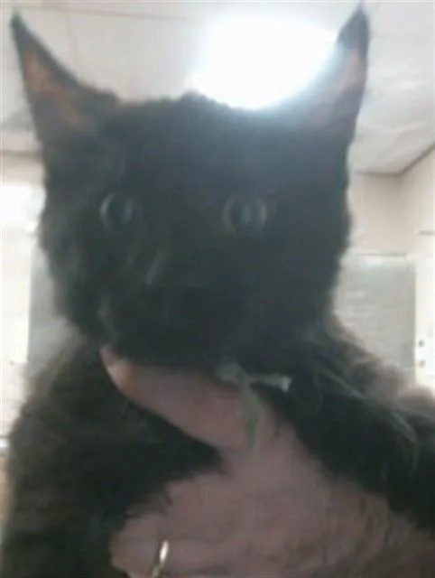 A baby small-sized male Domestic Short Hair cat named Zorro for adoption in Sacramento, CA