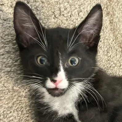 A baby medium-sized male Black & White / Tuxedo Domestic Short Hair cat named Hopper for adoption in Beaufort, SC