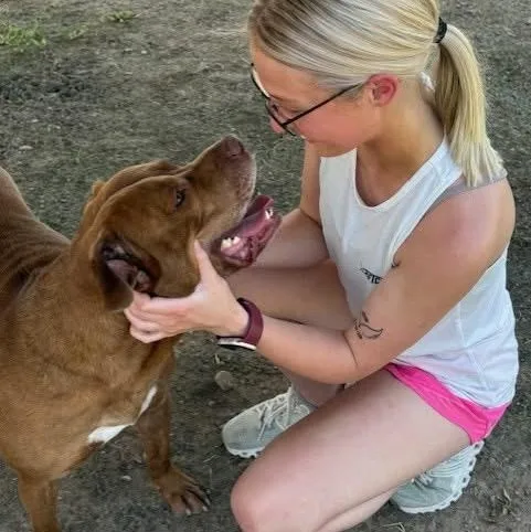A young medium-sized male Golden Pit Bull Terrier dog named Jug for adoption in Tunica, MS