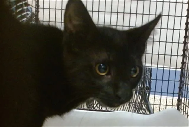 A baby small-sized male Domestic Long Hair cat named Fierrah for adoption in Miami, FL