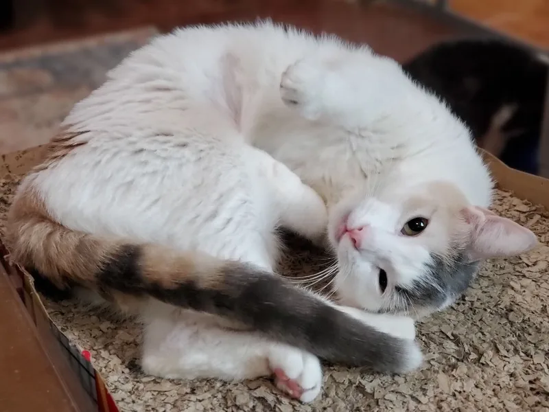 An adult medium-sized female Calico Domestic Short Hair cat named Abra for adoption in Snyder, TX