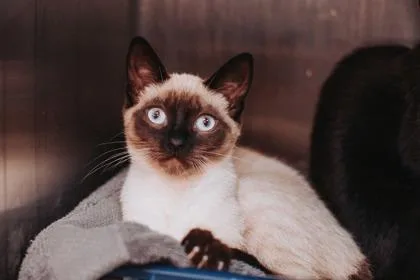 A young small-sized female Siamese cat named a HarperPetSmart West Ashley for adoption in North Charleston, SC