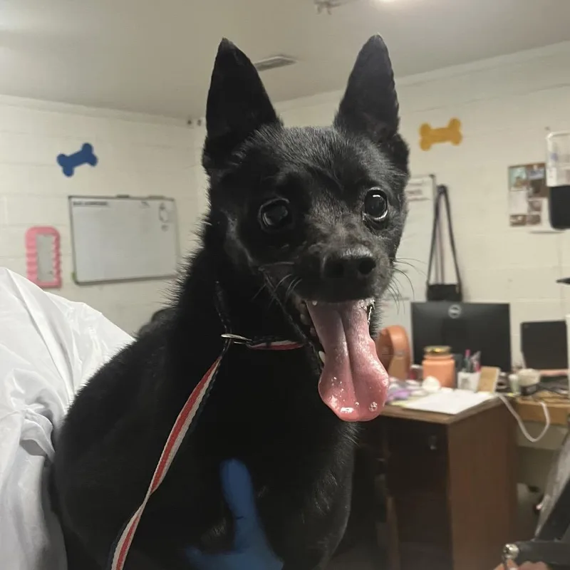 A senior small-sized male Brown / Chocolate Terrier dog named Romeo for adoption in Edinburg, TX