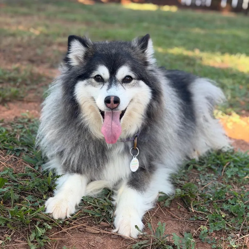 An adult medium-sized female Pomeranian dog named Tammi for adoption in Gainesville, GA