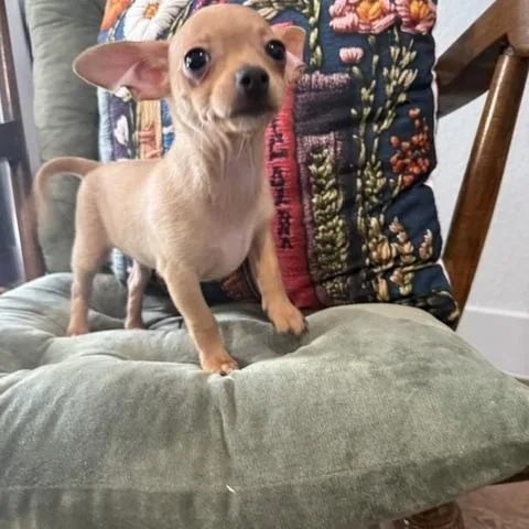 A baby small-sized male Chihuahua dog named Colby Jack for adoption in Liverpool, TX