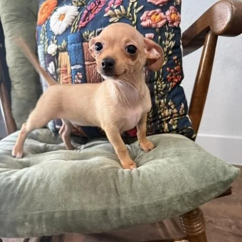 Colby Jack thumbnail 2