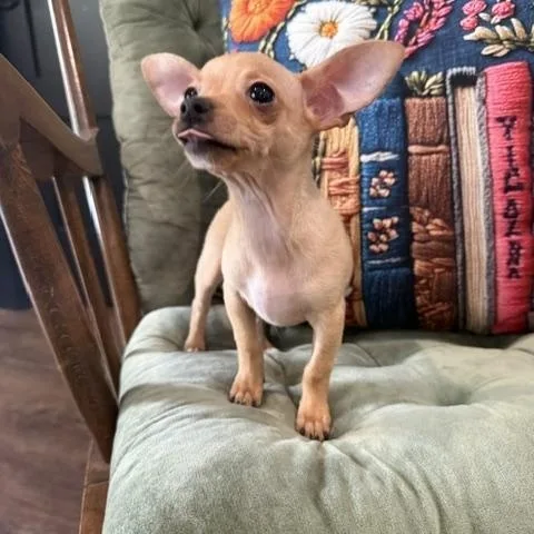 Colby Jack thumbnail 3