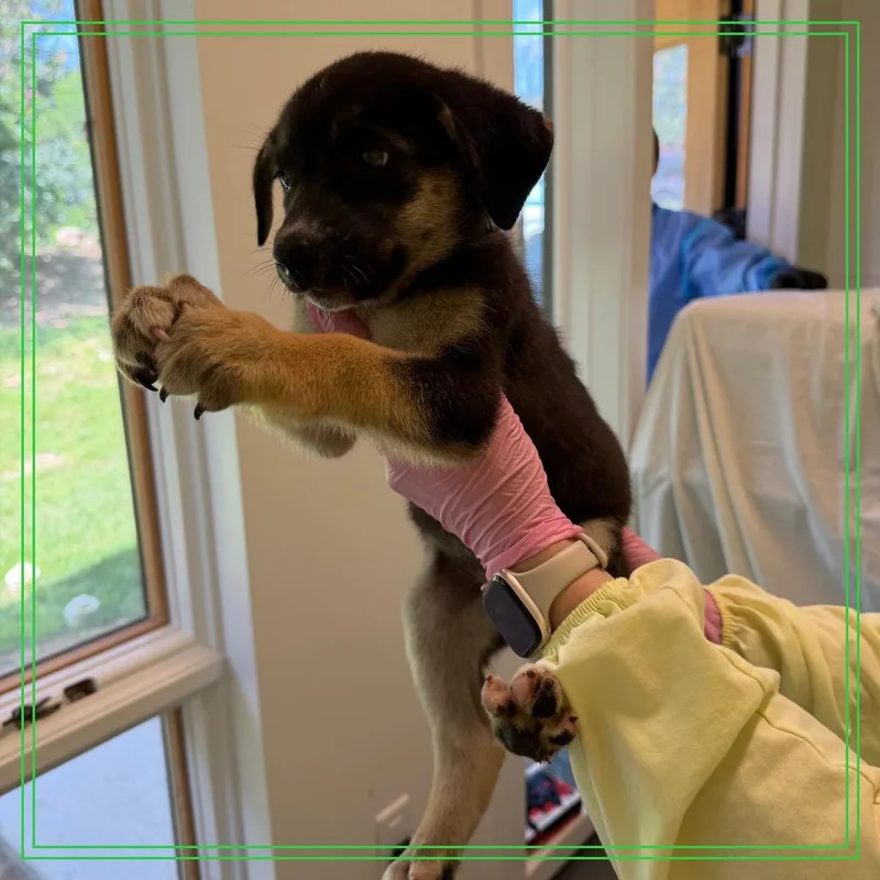 A baby medium-sized male Mixed Breed dog named Full English Breakfast for adoption in Austin, TX