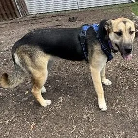 A young large-sized female Shepherd dog named Salem for adoption in Palatine, IL