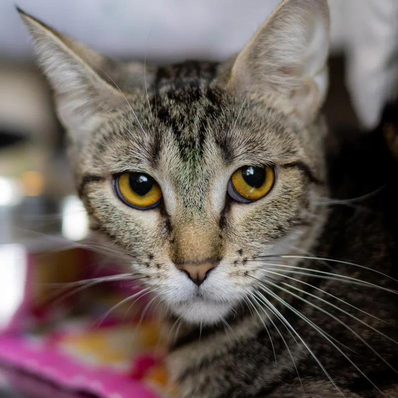 An adult large-sized male White Domestic Short Hair cat named Emmett for adoption in Newark, DE
