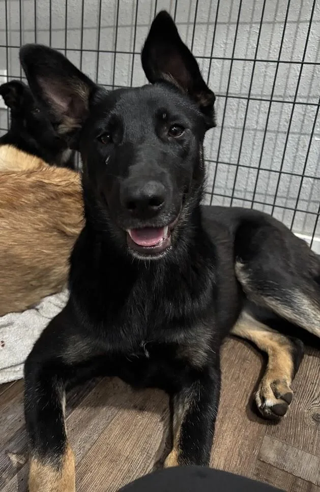 An adult large-sized female Black German Shepherd Dog dog named Kiona for adoption