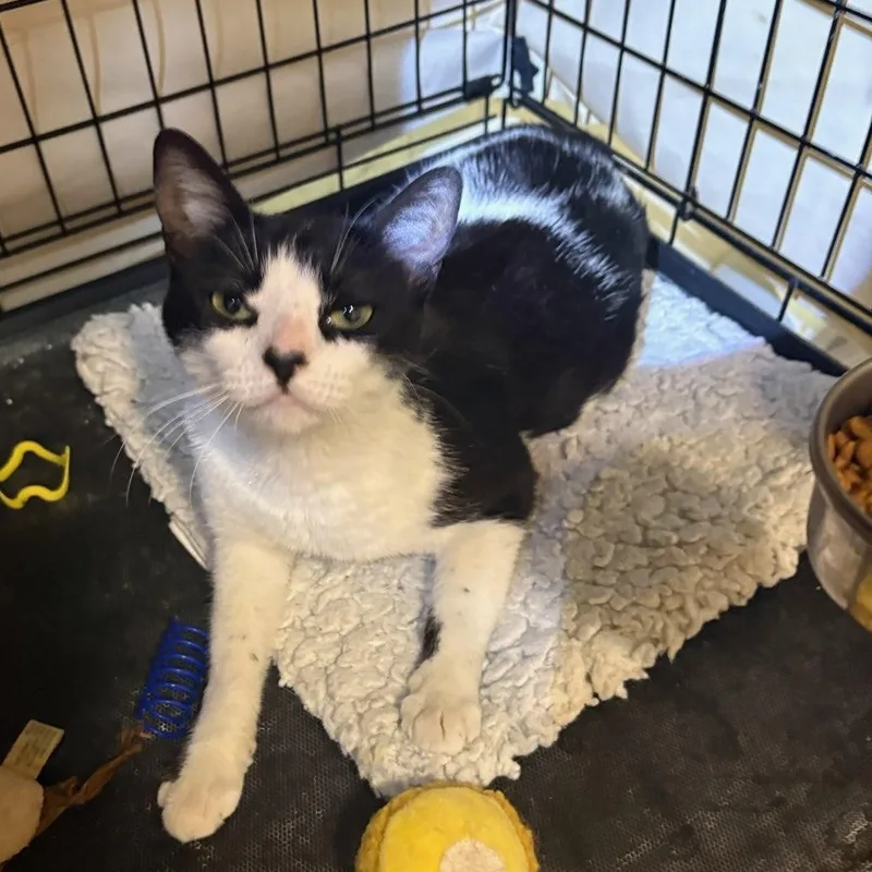 A young small-sized female Black & White / Tuxedo Domestic Short Hair cat named Infinity for adoption in Brooklyn, NY