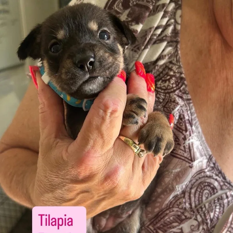 A baby small-sized female Husky dog named Tilapia for adoption in Tampa, FL