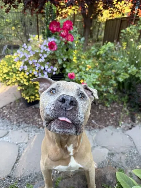 An adult medium-sized male Pit Bull Terrier dog named Sam for adoption in Sacramento, CA