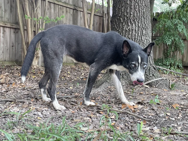 A senior medium-sized female Border Collie dog named Faith for adoption in Spring, TX