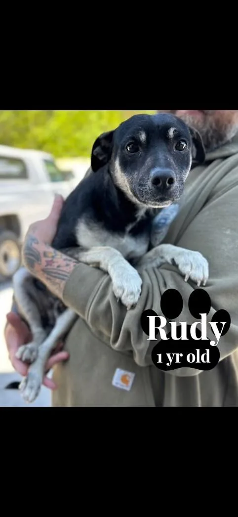 A young small-sized male Bicolor Chihuahua dog named Rudy for adoption in Barnegat, NJ