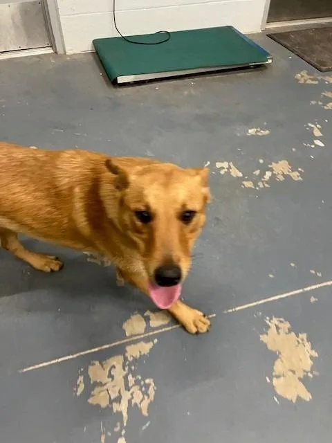 A baby medium-sized female Mixed Breed dog named Brawny for adoption in Mustang, OK