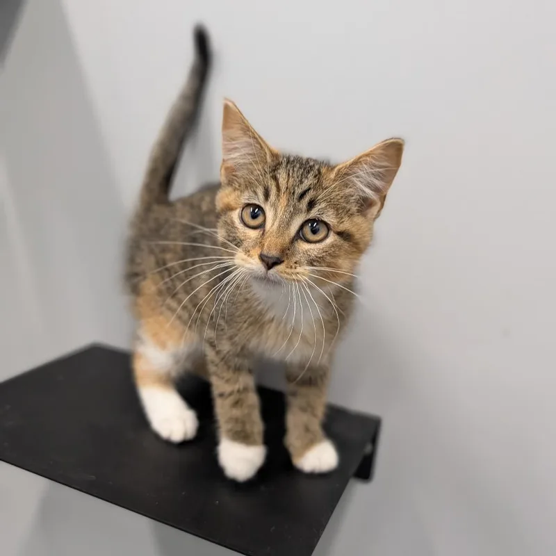 A baby medium-sized female Torbie Domestic Short Hair cat named Carbonara for adoption in Cape Girardeau, MO