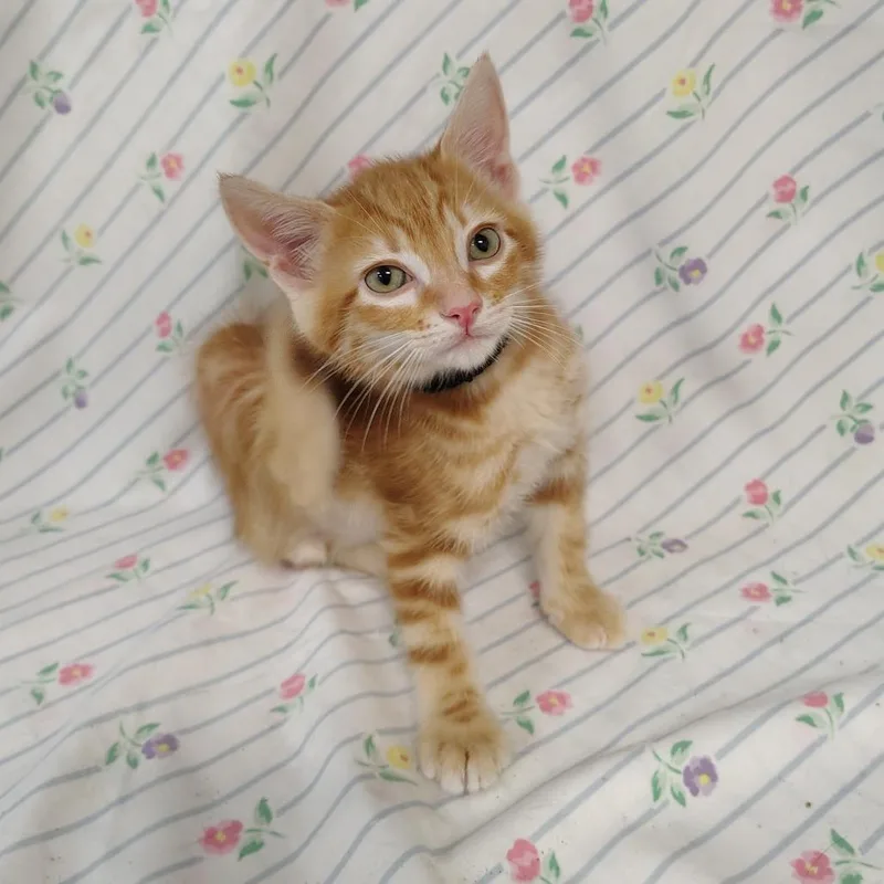 A baby small-sized male Orange / Red Domestic Short Hair cat named Gobi for adoption in Coos Bay, OR