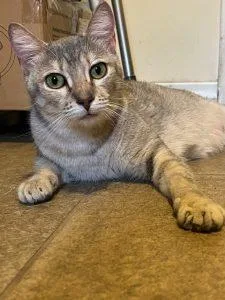 An adult medium-sized female Tabby (Gray / Blue / Silver) American Shorthair cat named Sarah for adoption in Richardson, TX