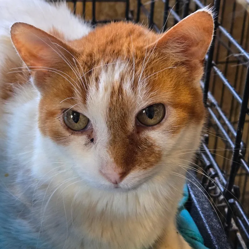 A senior medium-sized male White Domestic Short Hair cat named Joey for adoption in Park Falls, WI