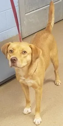 An adult medium-sized female Mixed Breed dog named Arianna for adoption in Chamblee, GA