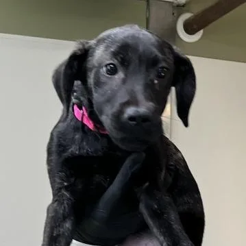 A baby small-sized female Black Retriever dog named Dove for adoption in Baltimore, MD
