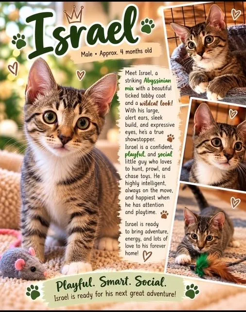 A baby medium-sized male Tabby (Gray / Blue / Silver) Domestic Short Hair cat named Israel for adoption in Richmond, VA