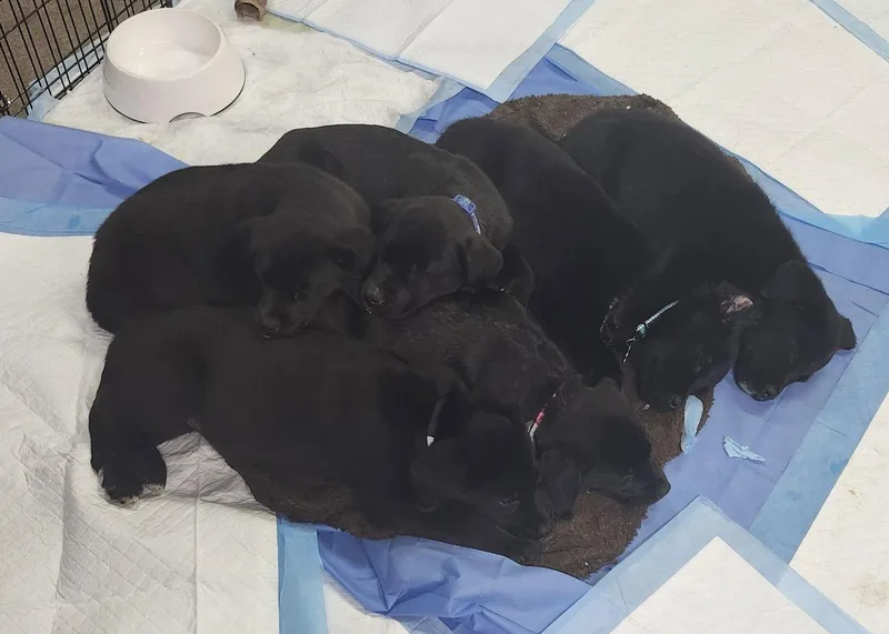 Madeline thumbnail 3