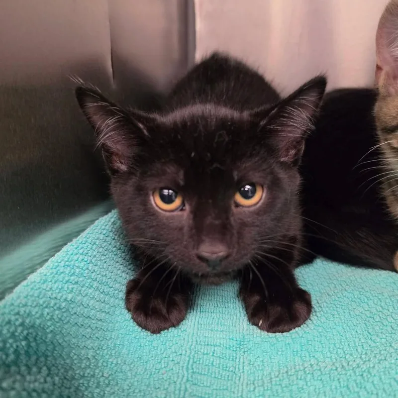 A baby small-sized male Black Domestic Short Hair cat named Peppercorn for adoption in Martinsville, VA