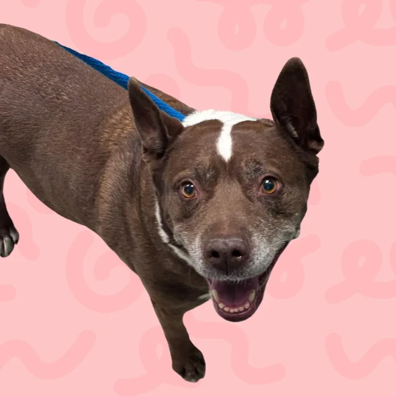 A senior large-sized female Brown / Chocolate Chocolate Labrador Retriever dog named Emma for adoption in Reno, NV