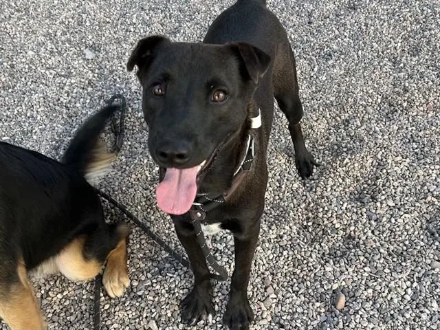 A young large-sized male Pit Bull Terrier dog named Token for adoption in Mesa, AZ