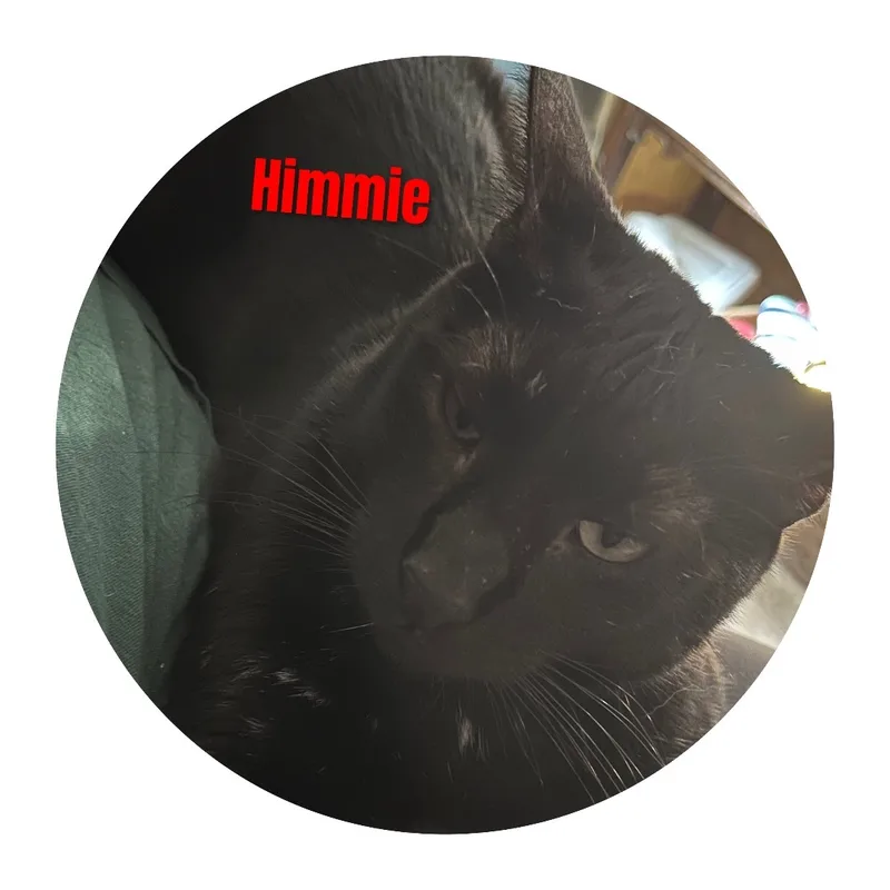 An adult medium-sized male Black Domestic Medium Hair cat named Himmie for adoption in Apache, OK