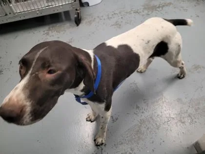 A young medium-sized female Yellow / Tan / Blond / Fawn German Shorthaired Pointer dog named Carly for adoption in Sacramento, CA