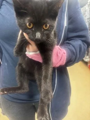 A baby small-sized female Domestic Short Hair cat named Kaye for adoption in Chamblee, GA