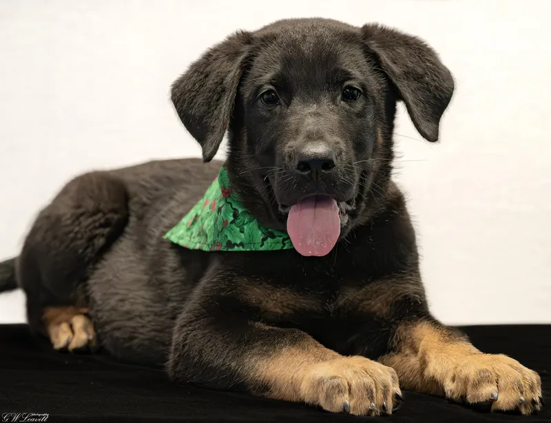 A baby medium-sized male Black Labrador Retriever dog named Nyx for adoption in BONIFAY, FL