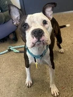 An adult medium-sized female White / Cream Pit Bull Terrier dog named Nova for adoption in Cleveland, OH