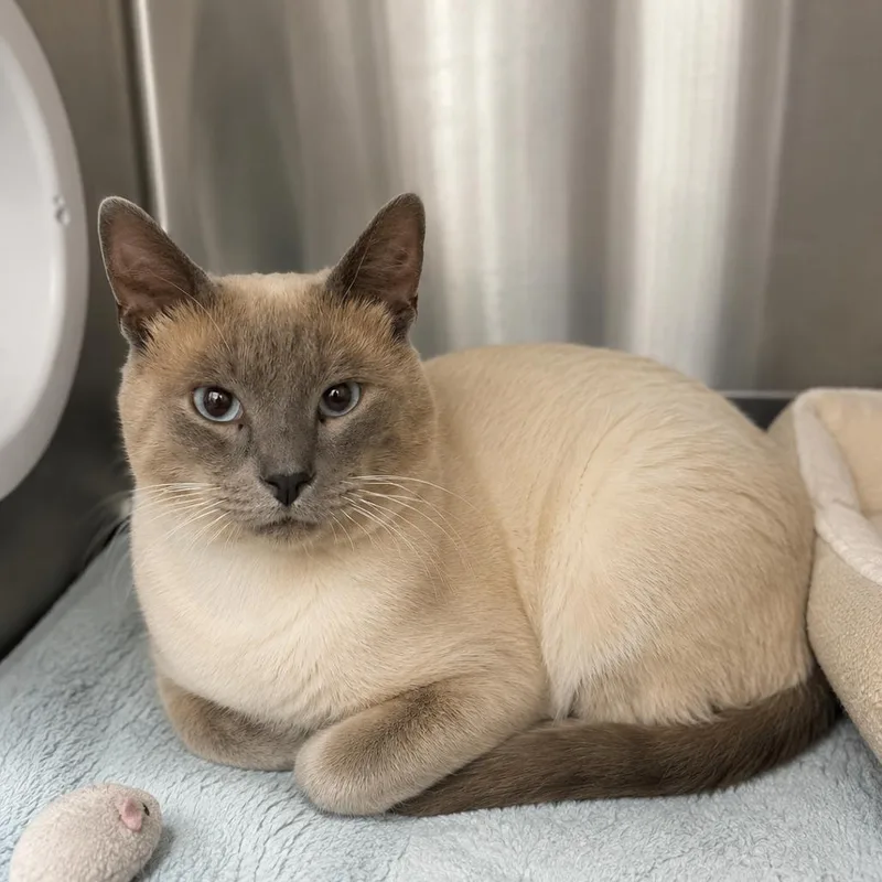A young small-sized male Gray / Blue / Silver Domestic Short Hair cat named Summit for adoption in Hopkinton, MA