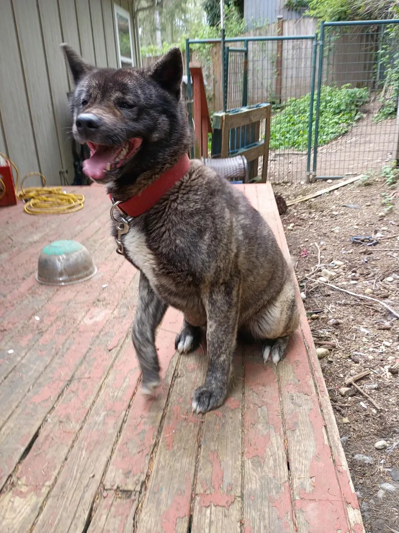 An adult medium-sized female Akita dog named Kina for adoption in Shelton, WA