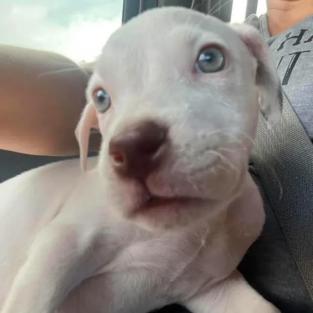 A baby medium-sized female White / Cream Pit Bull Terrier dog named Daisie Grey for adoption in New Orleans, LA