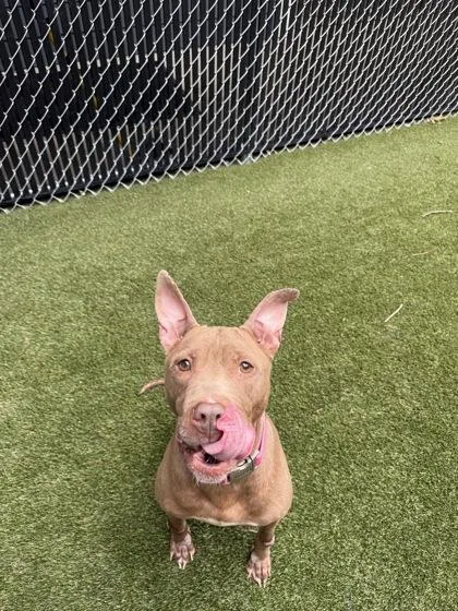 An adult medium-sized female Mixed Breed dog named Honey for adoption in Lafayette, IN