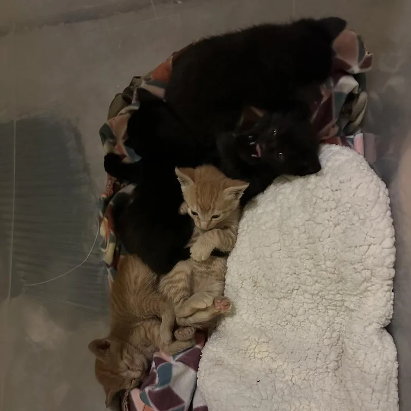 A baby medium-sized male Black Domestic Short Hair cat named Keith Kogone for adoption in Suisun City, CA
